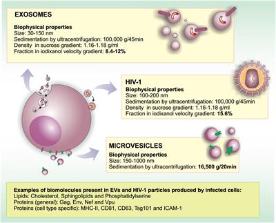 The Ambiguous Roles of Extracellular Vesicles in HIV Replication and Pathogenesis